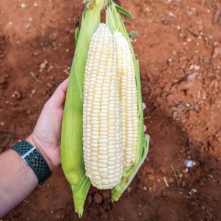 Reflection Corn Thumbnail